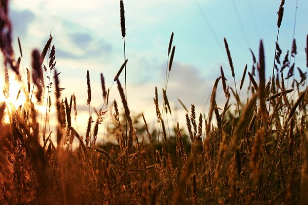 Plants in the field, illuminated by the sun