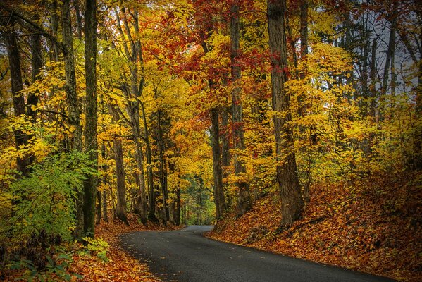 Strada nella foresta d autunno