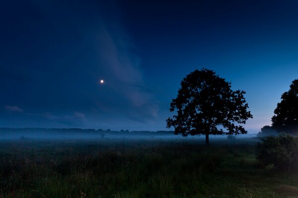 A moonlit night in a field in summer