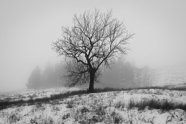 Un árbol sin hojas. Invierno en blanco y negro