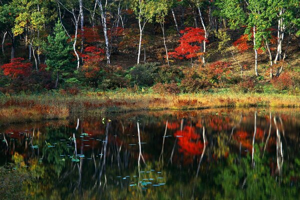 Los árboles de otoño en el bosque se reflejan y el agua