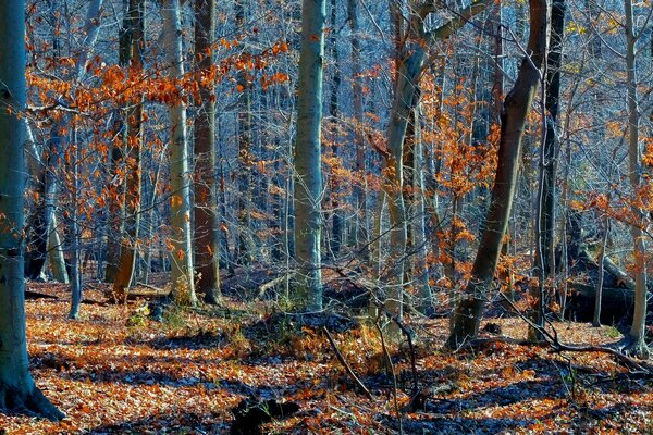 Árboles en el bosque de otoño