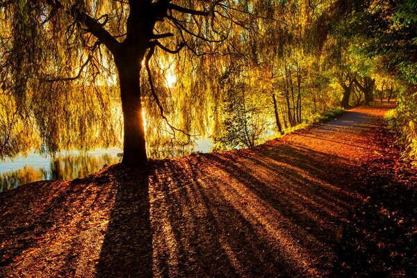 Camino del bosque en el follaje de otoño