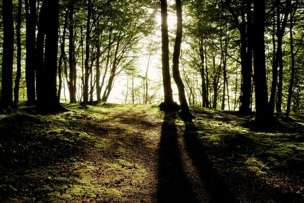 Trees against the background of sunlight