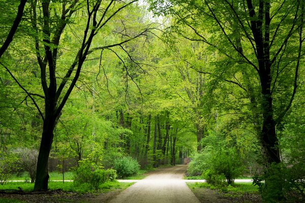 Wanderweg im grünen Wald