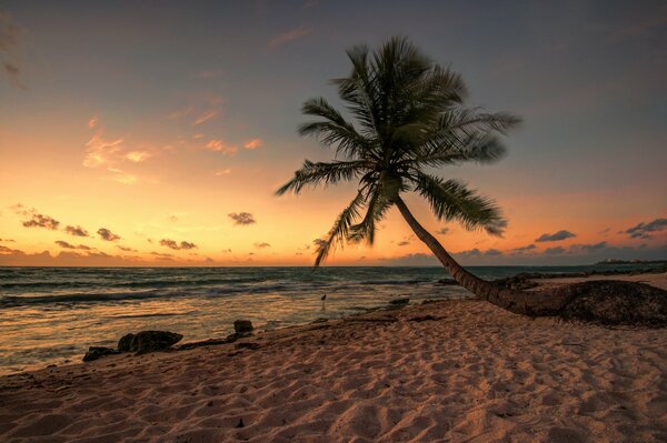 A lonely palm tree leaned towards the sea at evening sunset