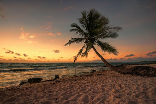 Palmier solitaire penché vers la mer au coucher du soleil du soir