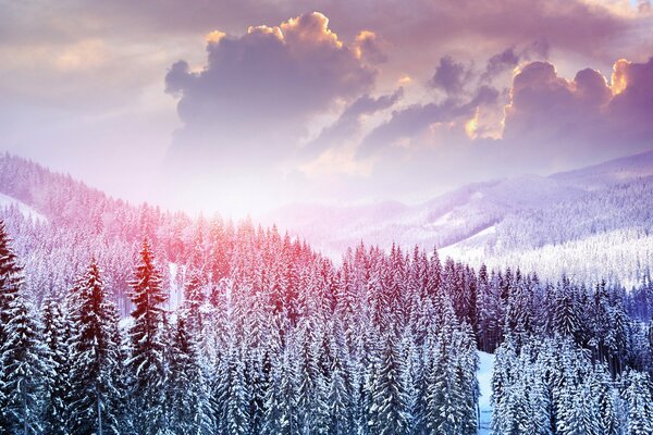 The frost cover covered the trees with its fur coats