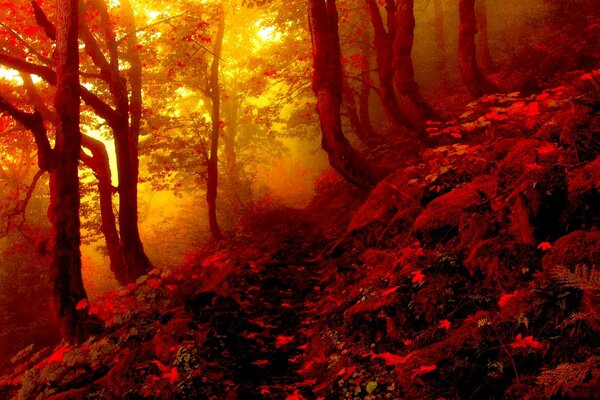 Ścieżka w jesiennym lesie w mglistej mgle