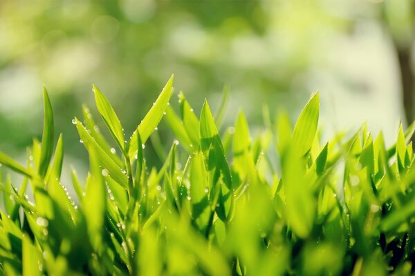 Foglie di tè verde con gocce di rugiada