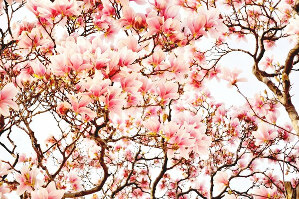 Blühende Magnolienbäume im Frühling