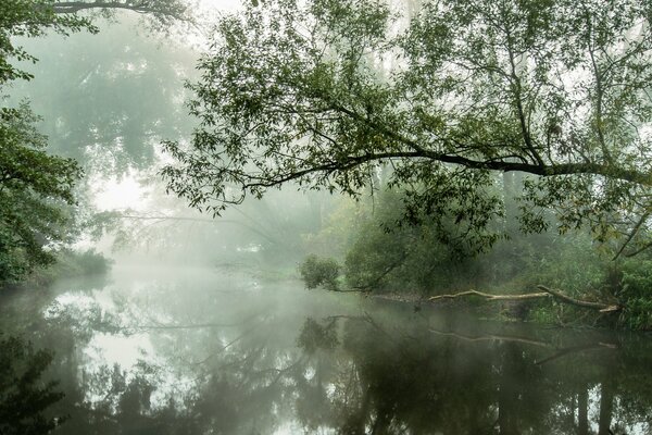 Nebel über dem Fluss. Bäume, die zum Wasser geneigt sind