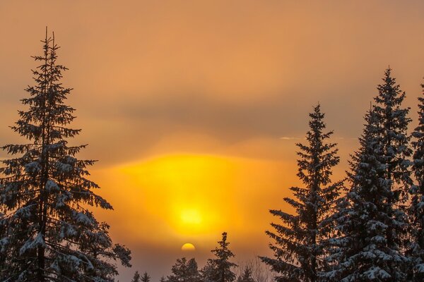 Wintermärchenwald bei Sonnenuntergang