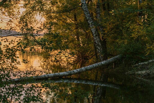 Nella foresta vicino al fiume al tramonto