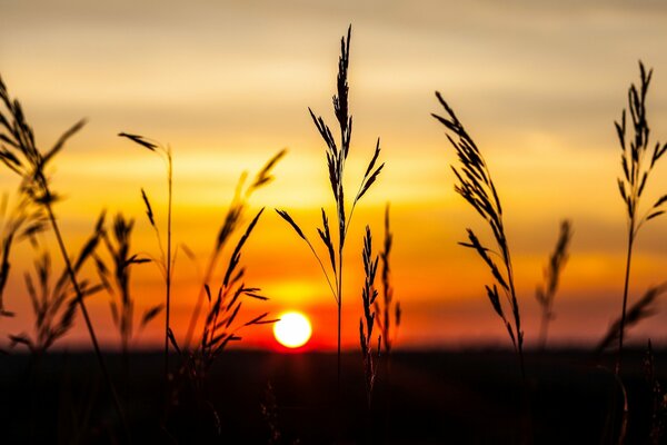 Łodygi źdźbła trawy na tle czerwono-pomarańczowego zachodu Słońca