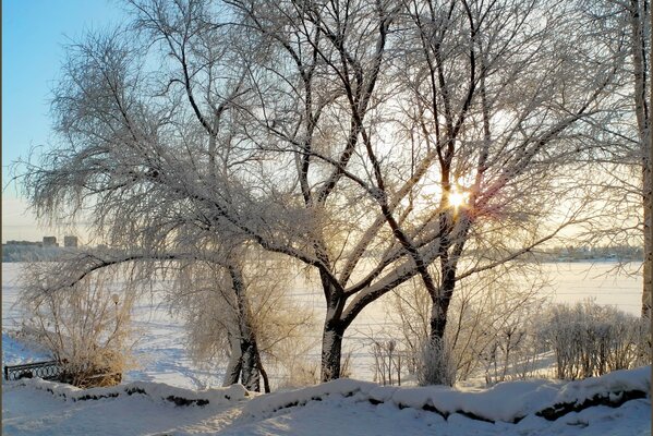 Frozen lake and snow-covered trees