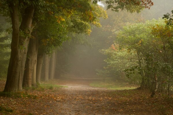 Sentier brumeux dans la forêt