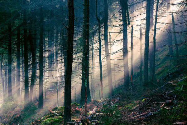 Promienie światła przebijające się przez drzewa w lesie