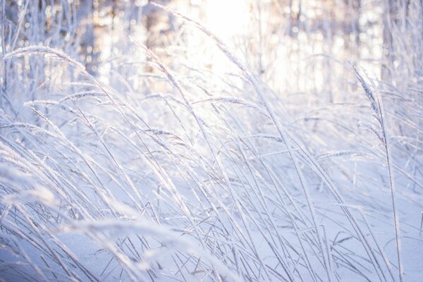 Winter beauty in the forest with snow-covered grass