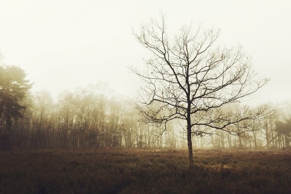 Autumn fog over the UK forest