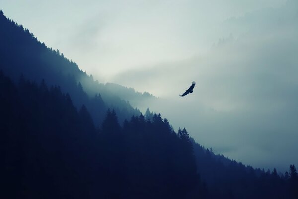 An eagle flies in a mountain haze