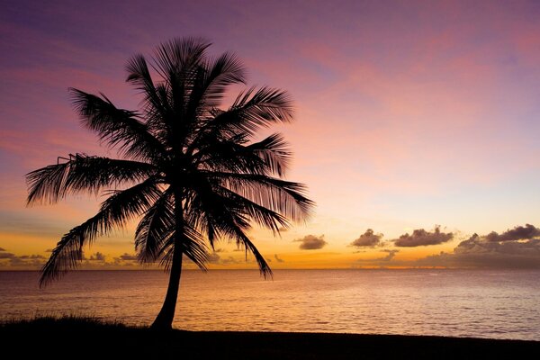 A lonely palm tree on the seashore