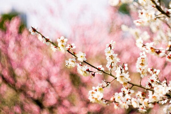 Fioritura primaverile della prugna a fuoco