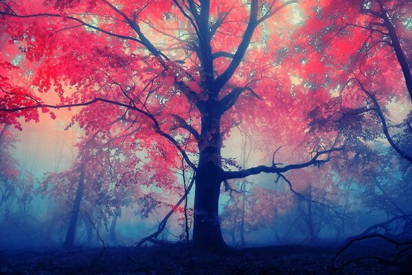 Corona di albero rosso brillante