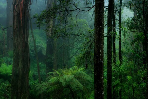 Изображение темного зеленого леса, папоротники во мгле леса
