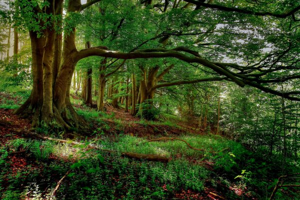 Bosque verde brillante