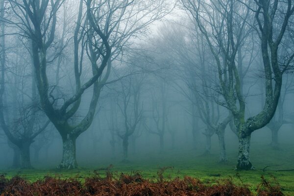 Bosque sombrío en la niebla