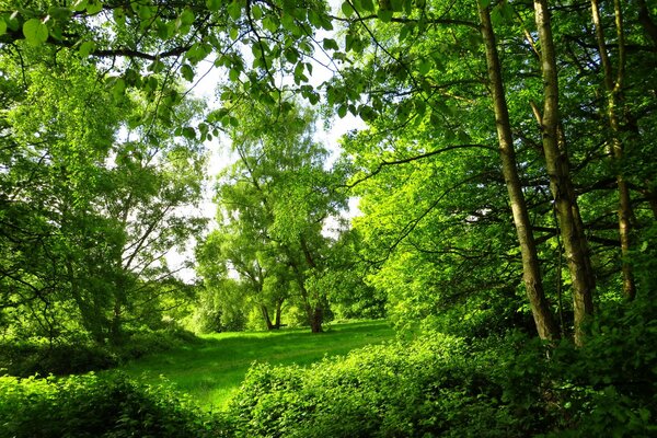 Grüne oes am frühen Morgen