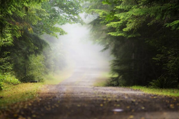 A long road in the morning fog