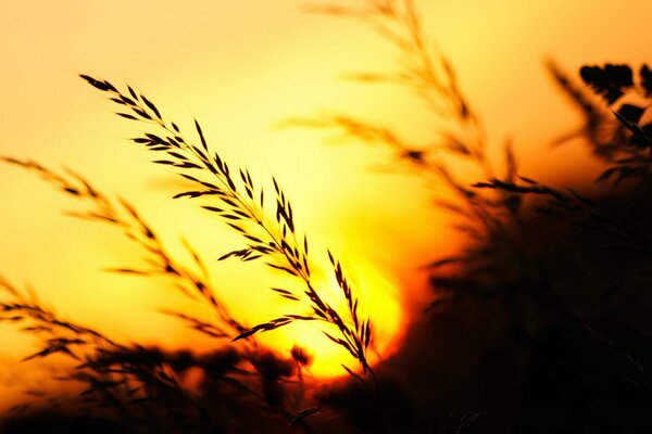 L herbe épi dans les rayons du soleil couchant