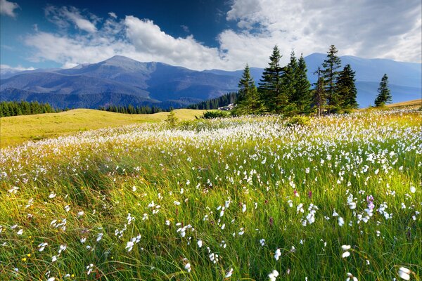 Green meadow with white flowers on the background of mountains and forests