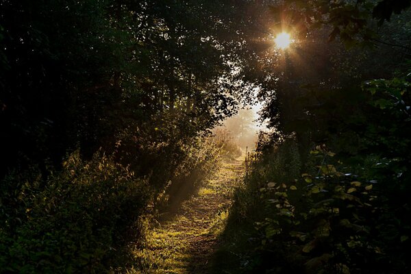 Ein Waldweg, der zu einer sonnigen Lichtung führt