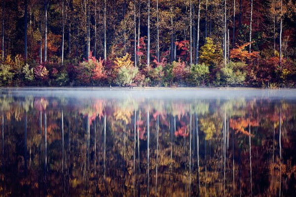 Genaue Reflexion von Bäumen im Wasser