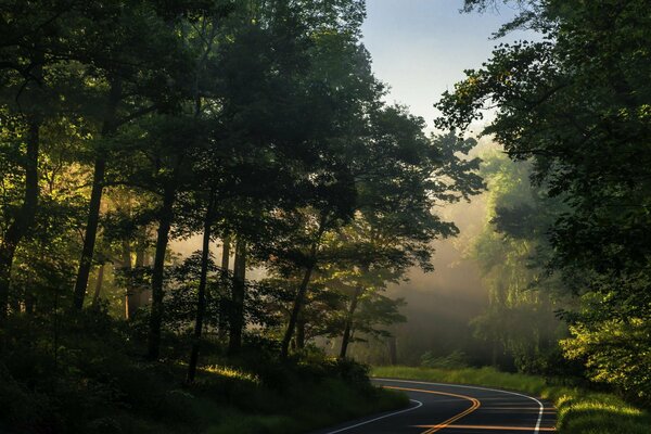 Un camino que atraviesa un denso bosque