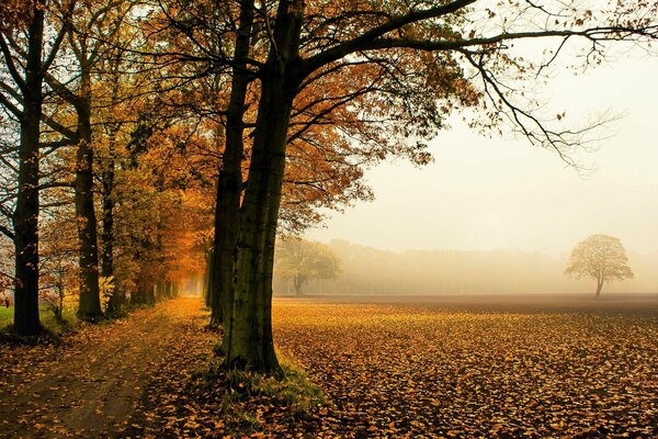 The road through the fall of autumn trees