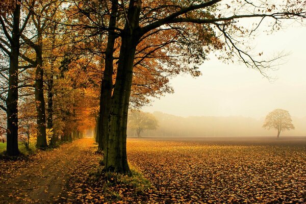 El camino a través de la caída de los árboles de otoño