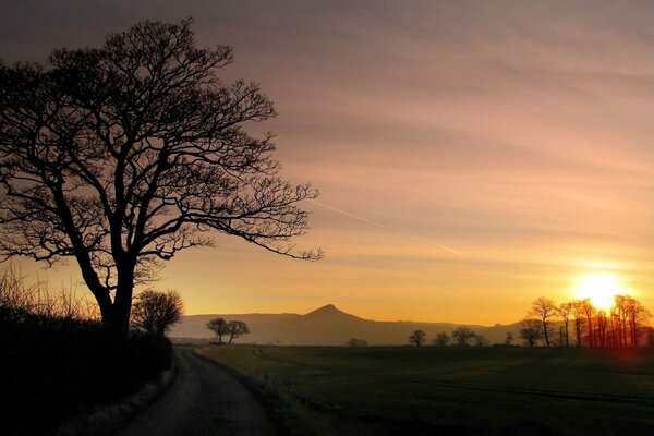 Landscape with a tree and mountains at sunset