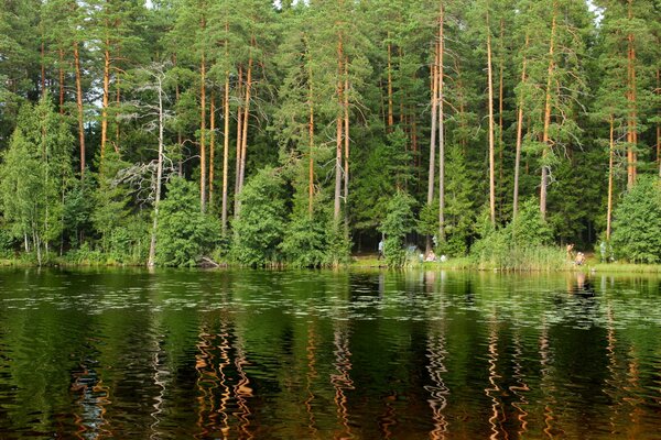 Forêt de Saint-Pétersbourg avec de beaux arbres