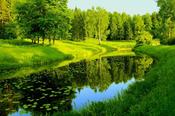 Foglie verdi che galleggiano lungo il fiume