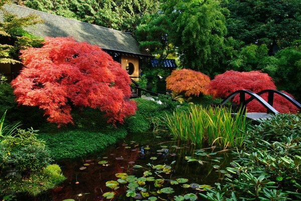 Japanischer Garten mit erstaunlichen leuchtend roten Blumen von gigantischer Größe neben einer Brücke über den Teich