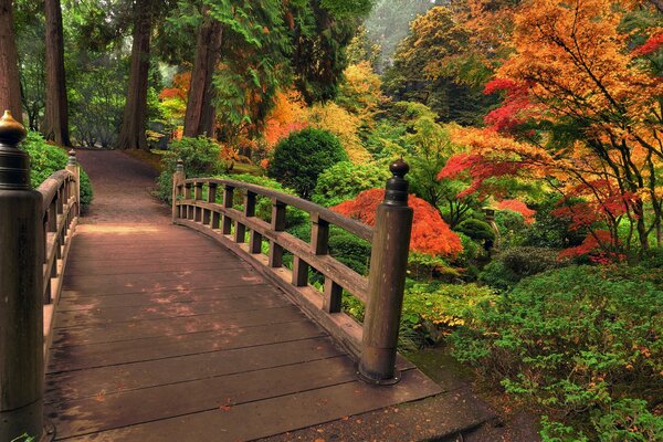 Wooden bridge to the autumn forest