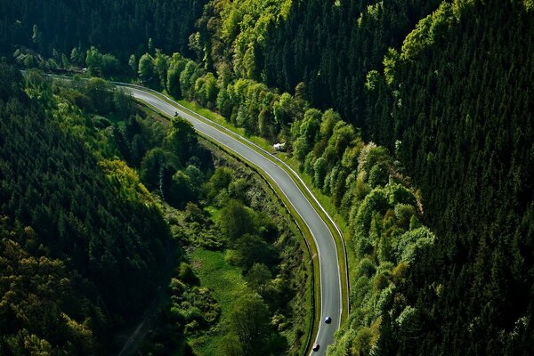 Die Straße ist weit weg. Grüner Wald