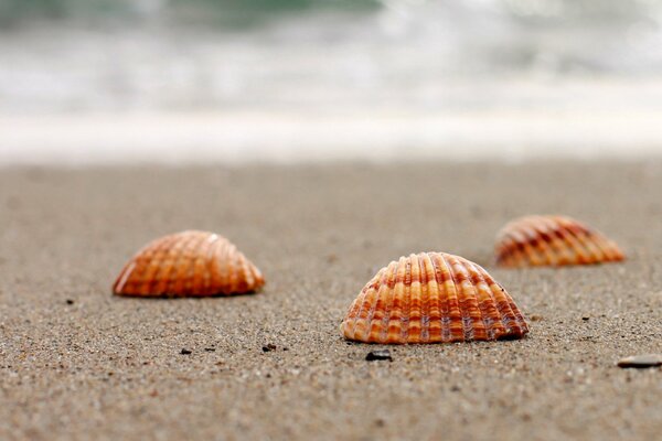 Natura, conchiglia sulla sabbia, carta da parati a schermo intero, sfondo widescreen, sabbia e mare e conchiglia