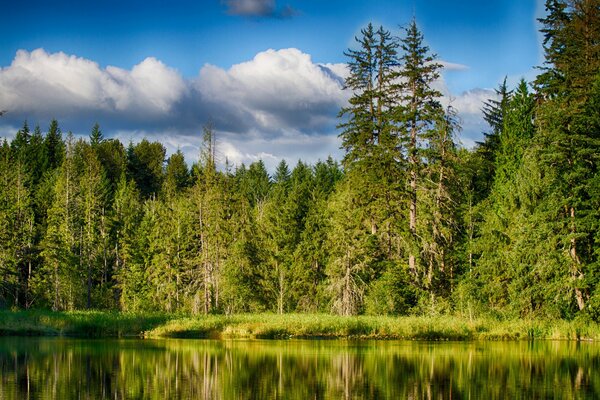 Pinos altos que se reflejan en la superficie del lago