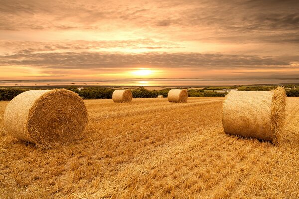 A field with bales of wheat at sunset