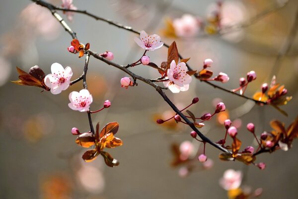 Blumen auf einem Baum. Japanische sakura